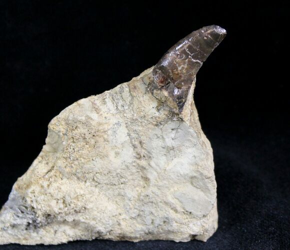 Serrated Allosaurus Tooth In Matrix - Colorado #27784